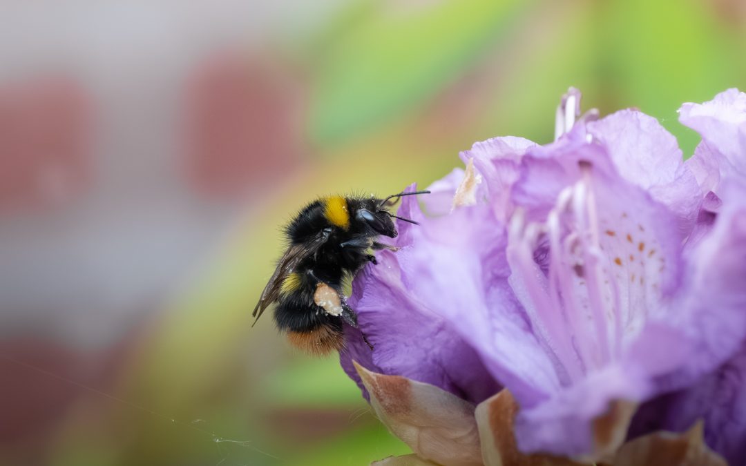 Bumblebee Conservation Trust: Securing the Future of Wild Bumblebees